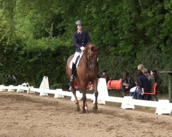 Reitturnier Willich-Anrath-Neersen 2015