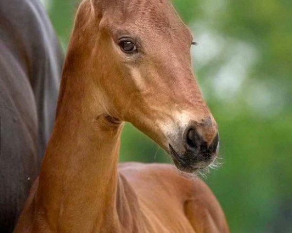horse Frida (Westphalian, 2020, from First Deal)