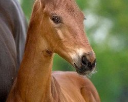 horse Frida (Westphalian, 2020, from First Deal)