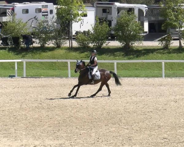 Reitturnier Bülach 2026