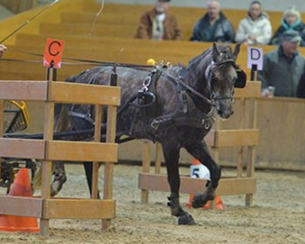 horse Märchenprinz (German Riding Pony, 2011, from Makuna Matata WE)