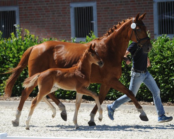 horse Stute von For Final (Westphalian, 2018, from For Final)