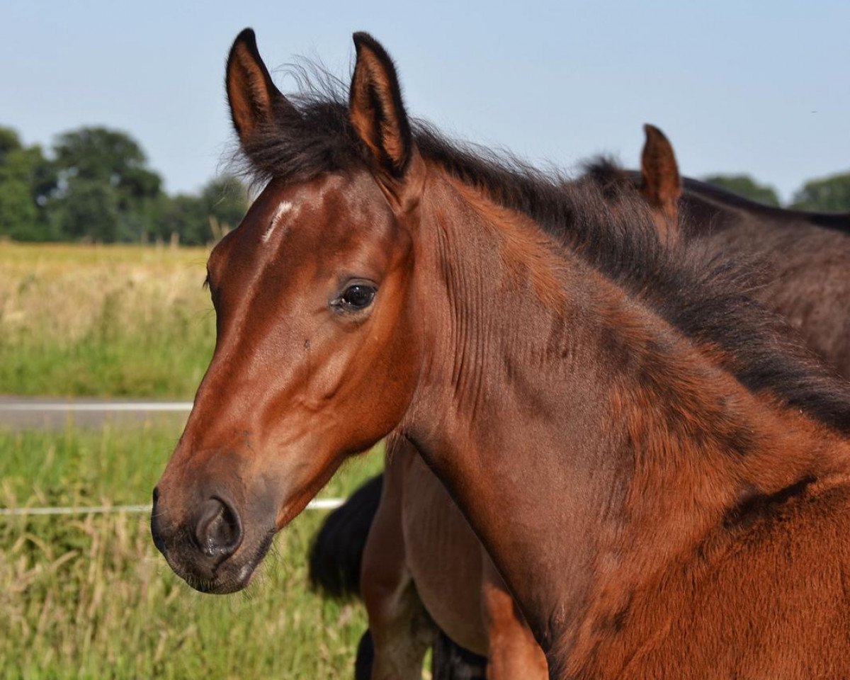 Pferd Tequila GH (Oldenburger Springpferd, 2020, von Taloubet Z)