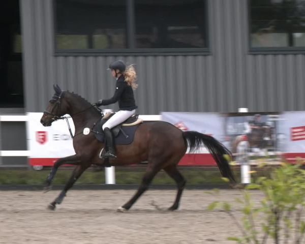 Concorso ippico Süderlügum JTN - Hof Wohlgetan - 2026