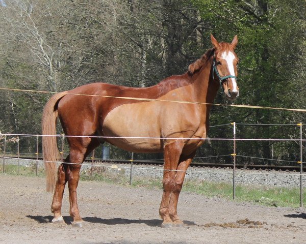 Pferd Leo (Hannoveraner, 2009, von Londontime)