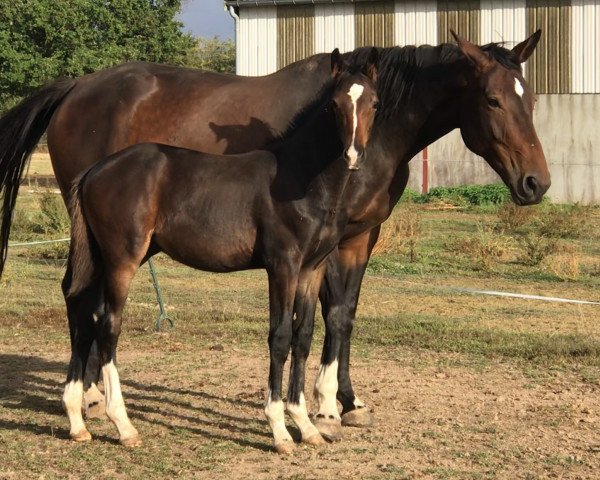 broodmare Darla du Soleil (Selle Français, 2013, from Kannan)