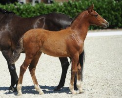 horse Stute von Pinoccio (Westphalian, 2018, from Pinocchio S.w.)
