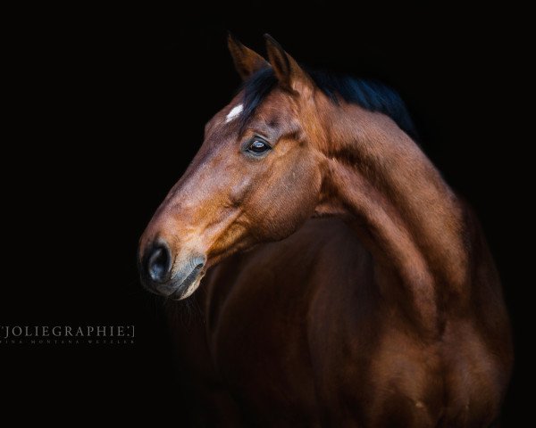 dressage horse Kreon 14 (Polish Warmblood, 1999, from Power Prince)