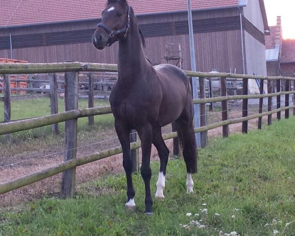 jumper Rashido (Württemberger, 2010, from Royaldik)