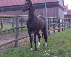 Cavallo da salto Rashido (Württemberger, 2010, di Royaldik)