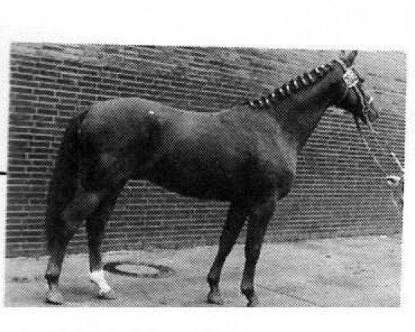 horse Rommel (Westphalian, 1972, from Romulus I)