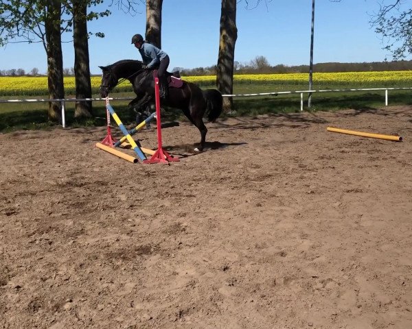 horse Balboa AOM (Mecklenburg, 2017, from Balou du Rouet)