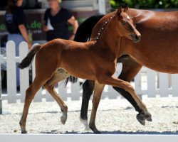 broodmare Stute von Baccardi (Westphalian, 2018, from Baccardi)