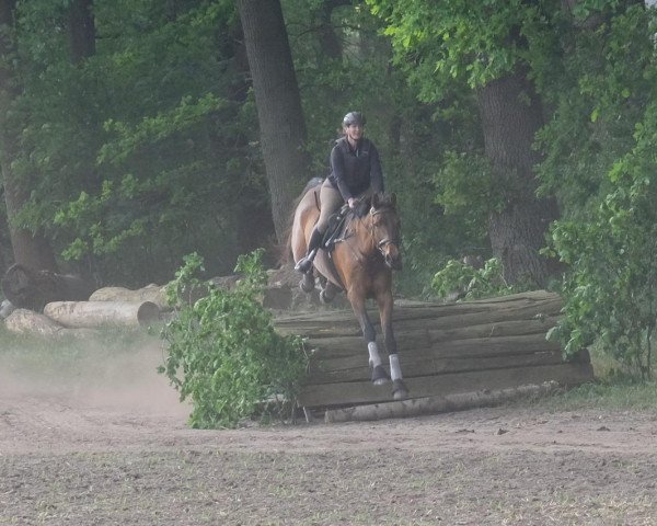 Dressurpferd Quendocino (Deutsches Reitpferd, 2007, von Quality 9)