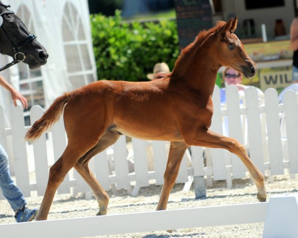 horse Farina de Holling (Westphalian, 2018, from For Final)