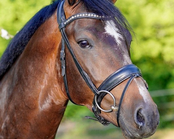 horse L'Espoir 16 (German Sport Horse, 2016, from Las Vegas M 3)