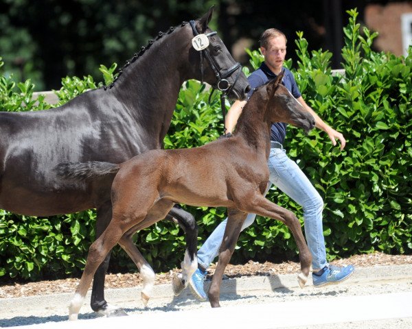 horse Finest Grace (Westphalian, 2018, from For Final)