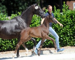 horse Finest Grace (Westphalian, 2018, from For Final)