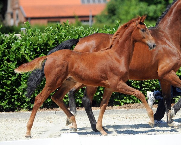 dressage horse Don Natello L (Westphalian, 2018, from Don Indigo)