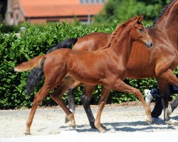 dressage horse Don Natello L (Westphalian, 2018, from Don Indigo)
