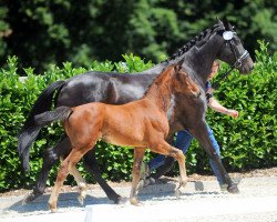 horse Final Game (Westphalian, 2018, from For Final)