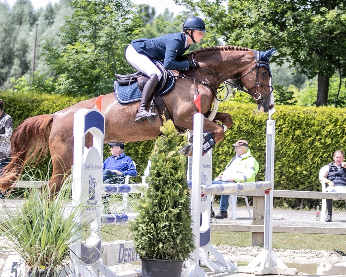 jumper Chickimicki 3 (Westphalian, 2015, from Comme il Faut)