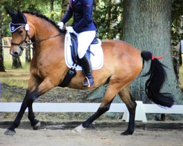 broodmare Die Lillie-Fee (German Sport Horse, 2009, from Lands River 90 FIN)