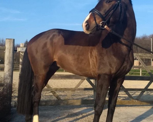 broodmare Donata S (Hanoverian, 2015, from De Niro)