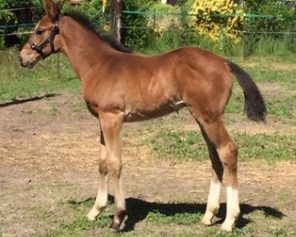 horse Scalino (Hanoverian, 2020, from Scolari)
