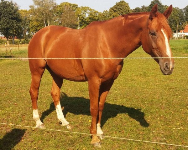 broodmare Rascalinos Söte Deern (Hanoverian, 2007, from Rascalino)