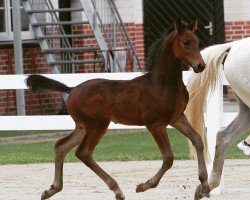 Pferd Dark Phoenix B (Westfale, 2020, von Diamant de Casall)
