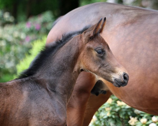 horse Sezuanna (Hanoverian, 2020, from Sezuan's Donnerhall)