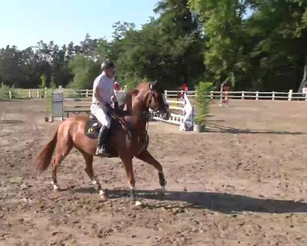 Reitturnier Nordstetten-Horb 2015