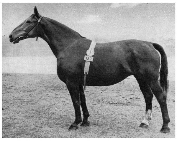 broodmare Agathe I (Alt-Oldenburger / Ostfriesen, 1947, from Edwin)