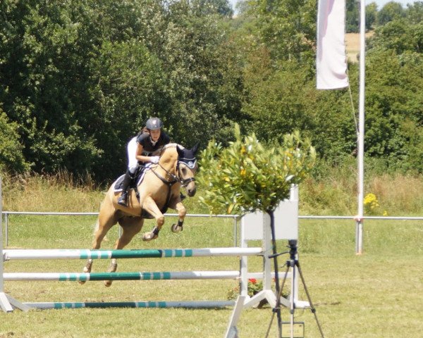 Springpferd Milow B (Deutsches Reitpony, 2011, von Martini)