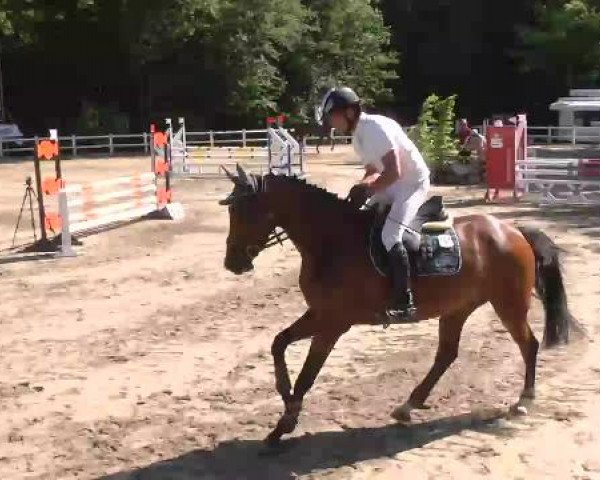 Reitturnier Nordstetten-Horb 2015