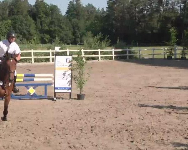 Reitturnier Nordstetten-Horb 2015