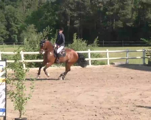 Reitturnier Nordstetten-Horb 2015