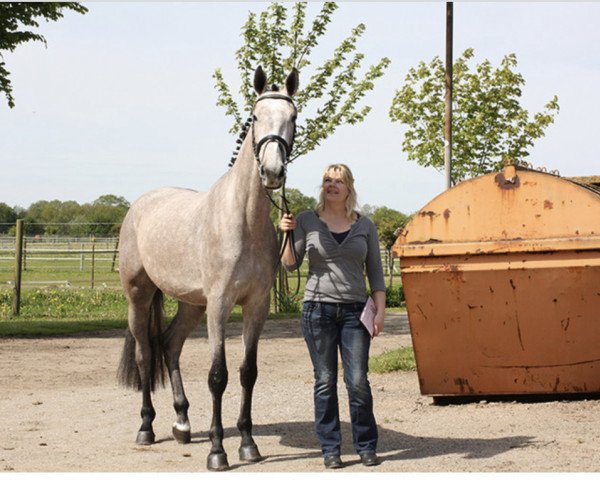 Zuchtstute Bonnie G (Holsteiner, 2009, von Cassini I)