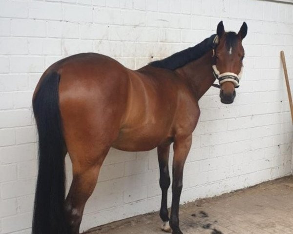 horse Dainty Girl 3 (German Riding Pony, 2015, from Don Diabolo NRW)