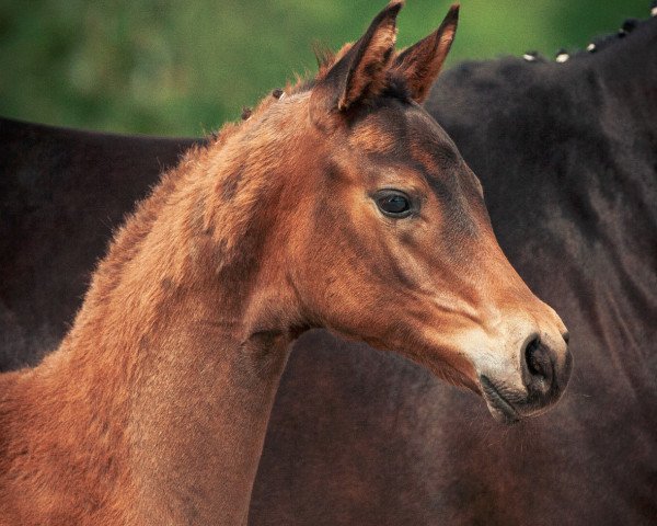 horse Lichtmoment (Trakehner, 2020, from Preussen Party)