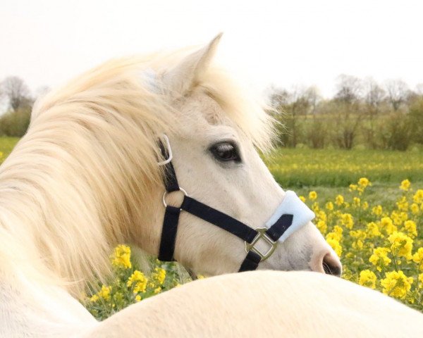 broodmare Varina (German Riding Pony, 1995, from Rhoson Telor)