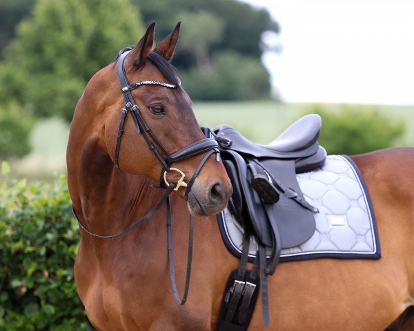 horse Rimeau 2 (Trakehner, 2008, from Impetus)