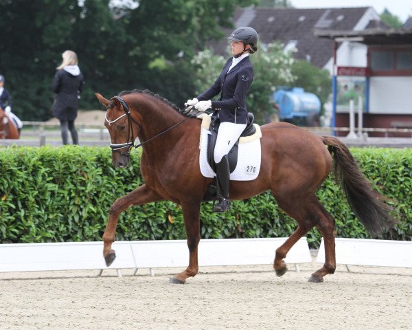 stallion Don de La mare (Oldenburg, 2016, from Don Juan de Hus)