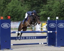 jumper Dianera Zfk CH (Swiss Warmblood, 2013, from Diarado)