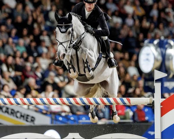 Springpferd Flower Girl 13 (Holsteiner, 2013, von Hickstead)