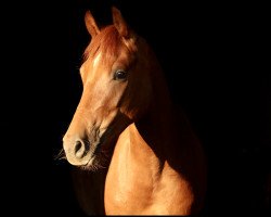 Dressurpferd D'Accord Lr (Deutsches Reitpony, 2016, von Dark Dornik)