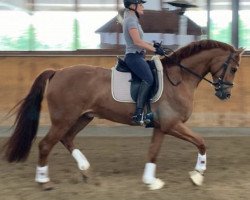 dressage horse Scooper (Westphalian, 2015, from Sir Heinrich OLD)