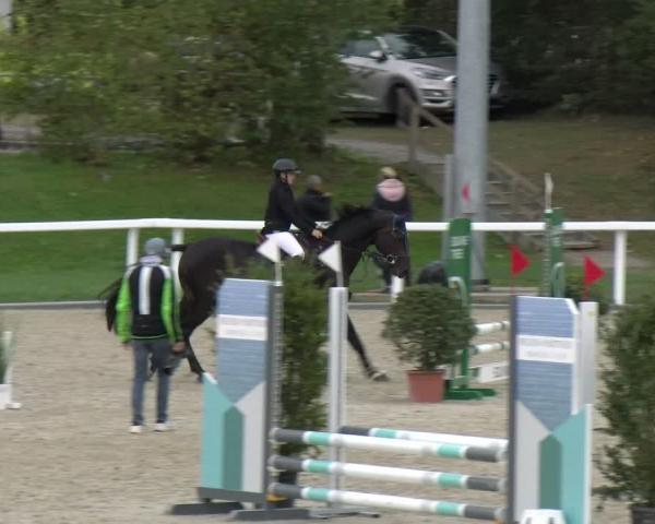 Concorso ippico Bülach 2026