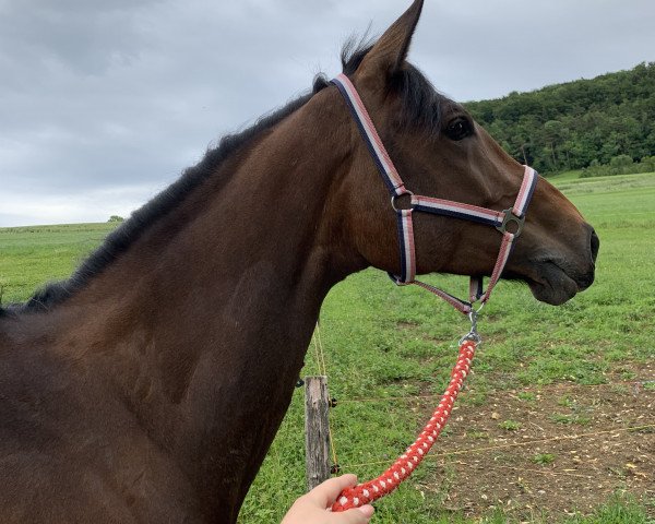 jumper Cinnamon du Perchet CH (Swiss Warmblood, 2014, from Copain du Perchet CH)